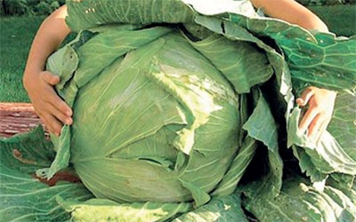 في عكار...ملفوفة عملاقة وهذا وزنها
