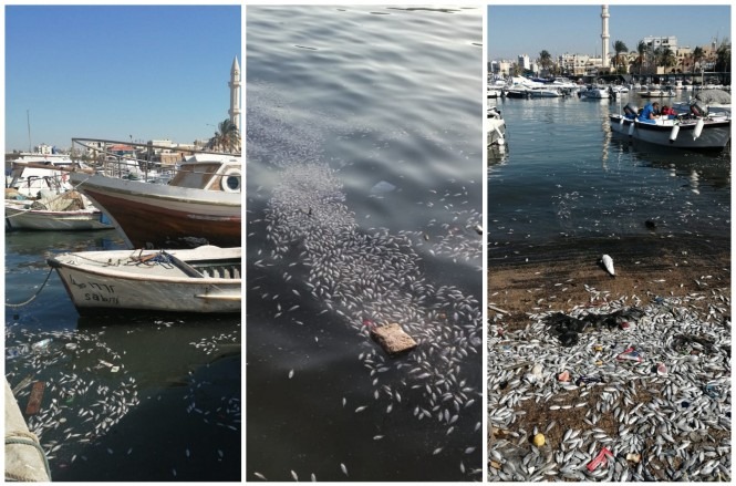 بالصور: نفوق الالاف من بذور الاسماك في ميناء صيدا