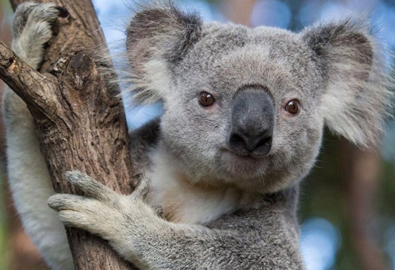 الحكومة الأسترالية تخصص ٣٥ مليون دولار أميركي لحماية حيوانات الكوالا!