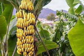 50 ألف طن من الموز اللبناني إلى سوريا