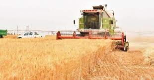 الترشيشي:  ادعموا زراعة القمح بدل الاستيراد