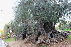 دراسة تكشف .. "شمال لبنان" يحتضن أقدم "أشجار الزيتون" في العالم!
