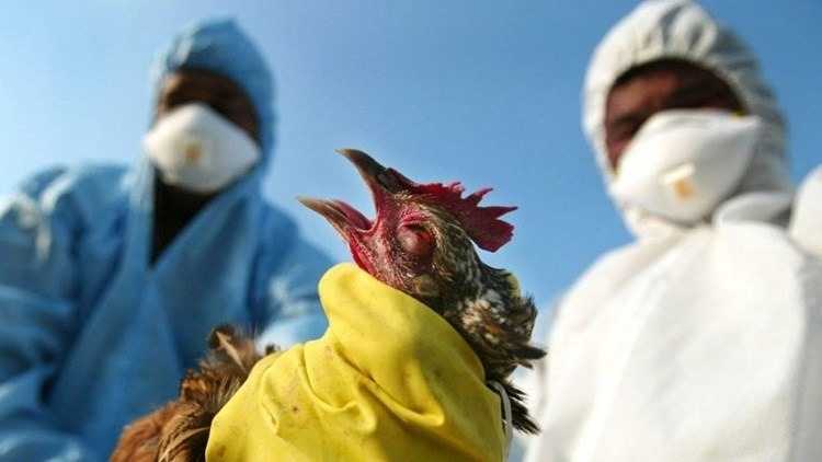 "أخطر من كوفيد 19"... الصحة العالمية تتخوف من تفشي إنفلونزا الطيور بين البشر