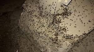 هذا هو سبب ظهور الحشرات  في البقاع وعكار .. ولا داعي للهلع