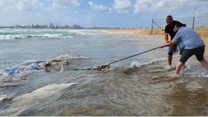 حوت نافق على شاطئ صور
