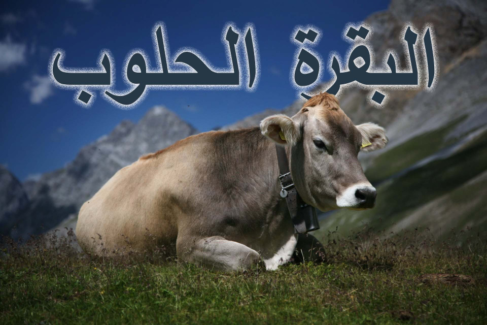 "البقرة الحلوب"!