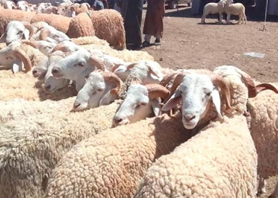 انخفاض حاد في عدد الأضاحي وتحديات غير مسبوقة تواجه قطاع اللحوم في لبنان