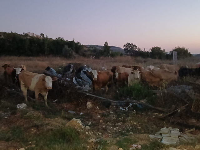 بعد دخول "أبقار إسرائيلية" الى الجنوب... بيان عاجل من بلدية بيت ليف!