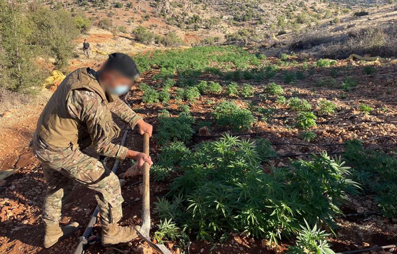 الجيش يتلف دونمات حشيشة.. ويضبط معدات لتصنيع الكبتاغون