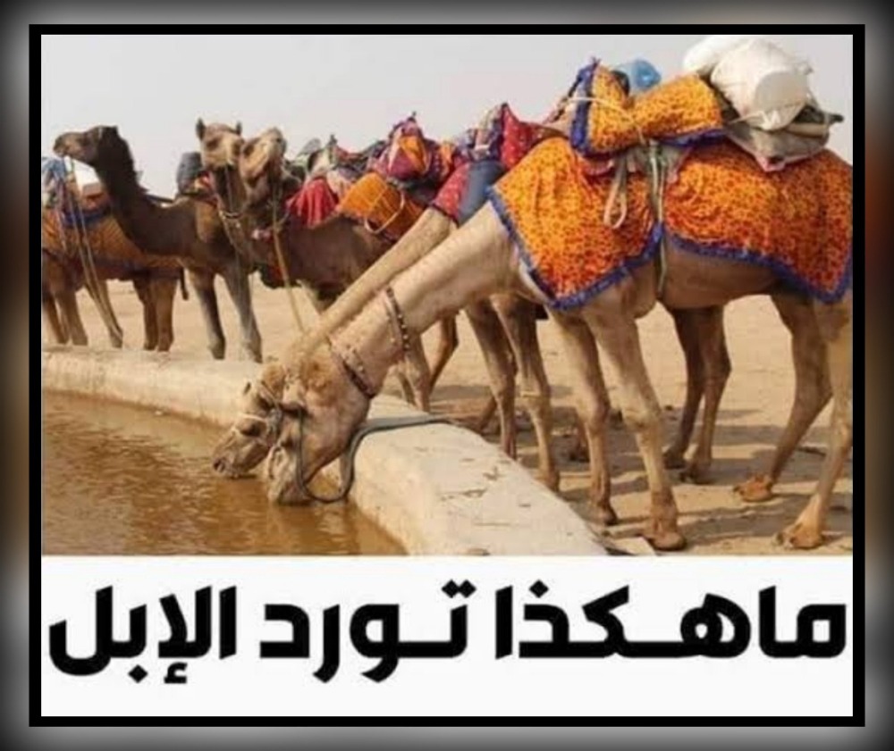 "مَا هَكَذَا تُورَدُ الإِبِلُ"!