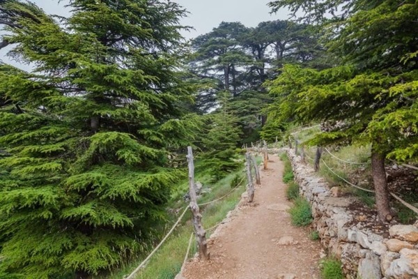 جريمة بيئية... التيار يستنكر الاعتداء على غابة أرز الرب