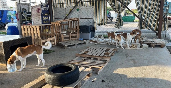 مشروع مأوى للكلاب الشاردة في صيدا برعاية معطي غروب وإشراف  براء الحريري