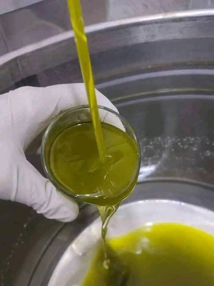 زيتٌ بطعم الخسارة… موسم الجنوب بين نيران الاحتلال وغلاء “التنكة”