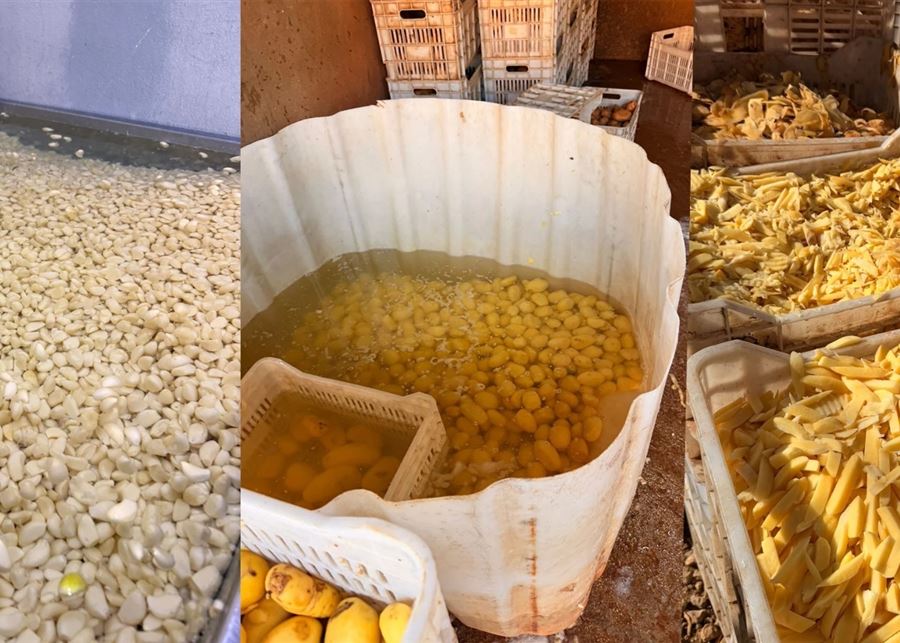 ختم معمل لبيع الثوم والبطاطا الملوثة بالشّمع الأحمر.. وتوقيف صاحبه