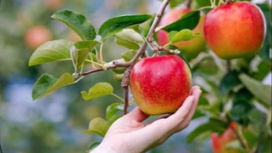 انطلاق فعاليات مهرجان التفاح في بقاعكفرا