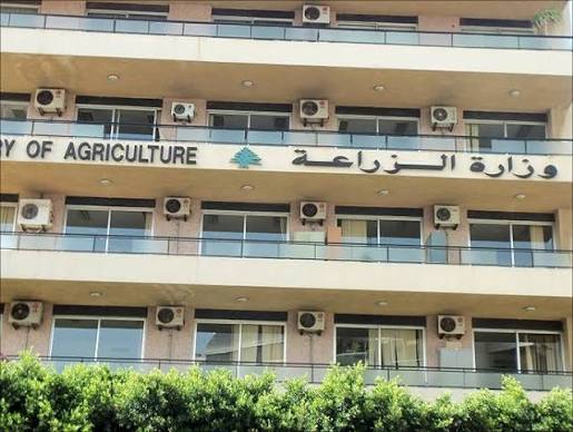 مجلس الوزراء يقرّ إعفاء بذور الخضر من الرسوم الجمركية