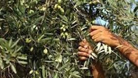 مستعمرون يسرقون ثمار الزيتون من أراضي بيت جالا