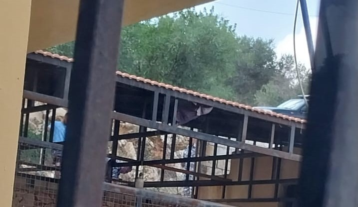 الدولة تطبق القانون على شجرة مخالفة في طيرفلسيه!