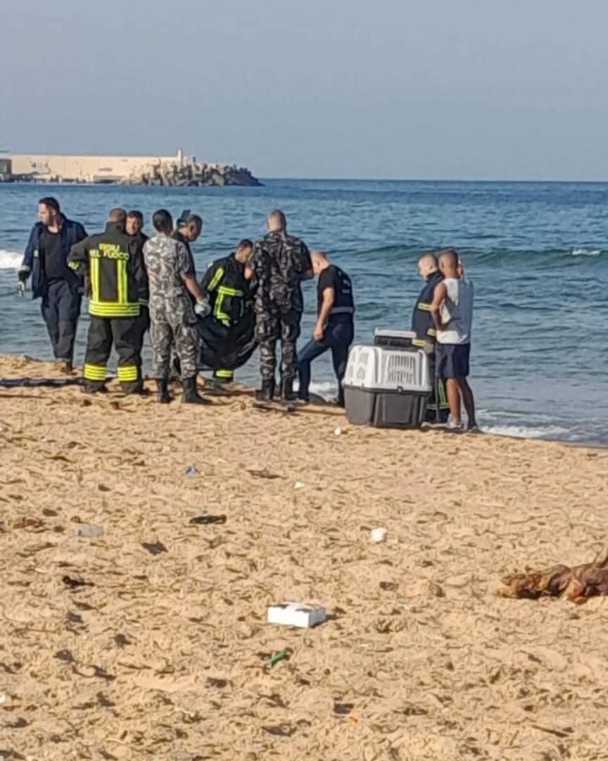 فاجعة على شاطئ الرملة البيضاء.. جثة ضحية كلاب شاردة!