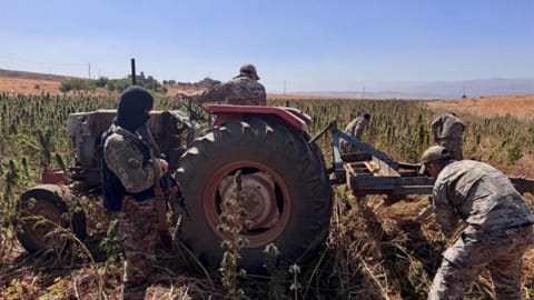 بالصور -  الجيش يتلف حقول حشيشة ويوقف 17 شخصًا!