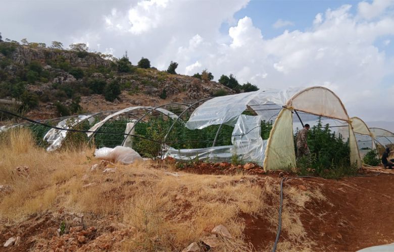 بالصور - الجيش يضبط كمية من المخدرات ويتلف 14 خيمة مزروعة بالماريجوانا
