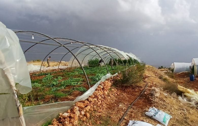 بالصور - الجيش يضبط كمية من المخدرات ويتلف 14 خيمة مزروعة بالماريجوانا