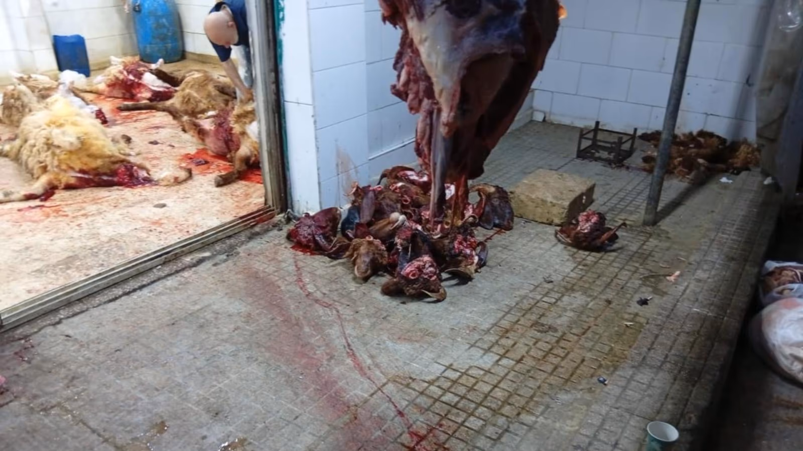 صورٌ مرعبة من داخل مسلخ في بيروت... إقفاله بالشمع الأحمر