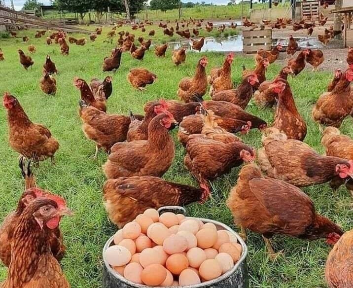 نقابة الدواجن تكشف سبب ارتفاع سعر الدجاج والبيض