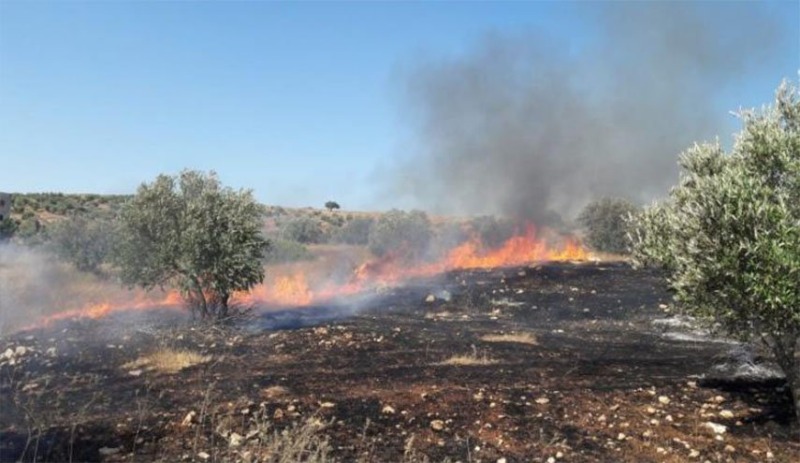 مستوطنون يحرقون عشرات أشجار الزيتون المعمرة في بيت فجار جنوب بيت لحم