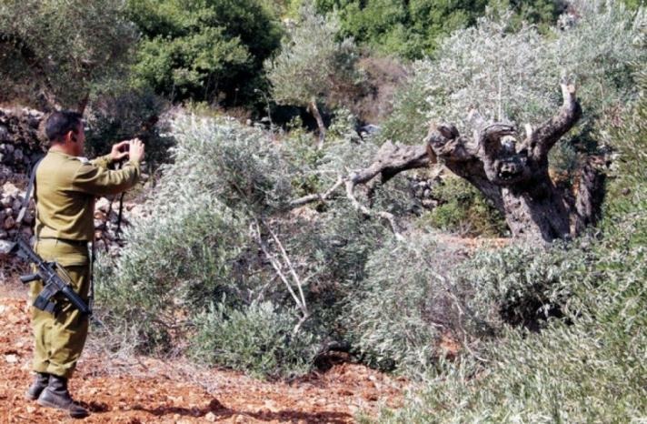 الاحتلال الإسرائيلي يقتلع عشرات أشجار الزيتون شرق قلقيلية