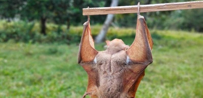 اكتشاف مجموعة جديدة من فيروسات "كورونا" في الخفافيش