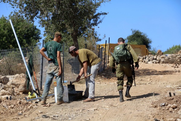 مستوطنون يقطعون عشرات أشجار الزيتون المعمرة في قرية الجبعة جنوب غرب بيت لحم