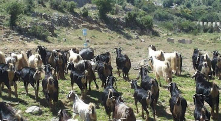 قوات الاحتلال أعادت 300 رأس من الماعز كانت قد احتجزتها في مزارع شبعا