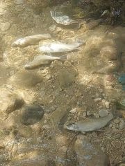 مياه لبنان الشمالي: أجرينا مسحا ميدانيا لمجرى النهر البارد فلم يتبين وجود أي اسماك أو حيوانات نافقة.