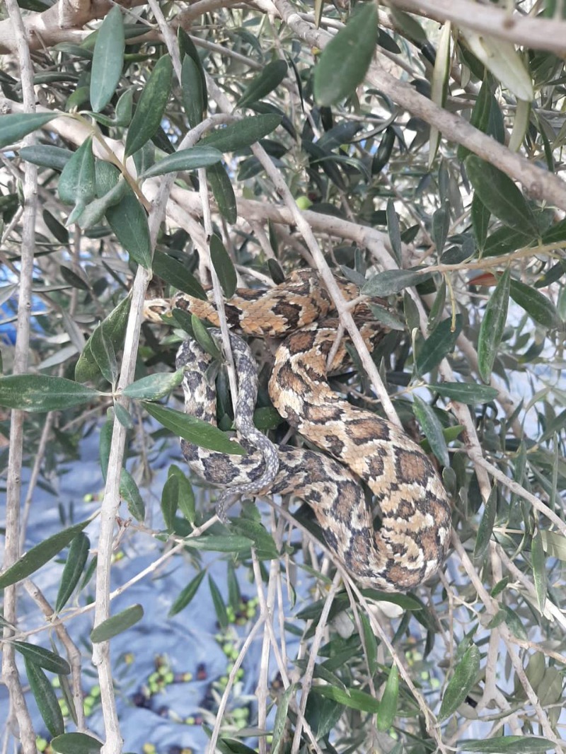 في الجنوب... أفعى كادت ان تنهي حياته