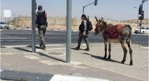 بالفيديو: الاحتلال يعتقل حماراً في سلوان بعد ظهر اليوم