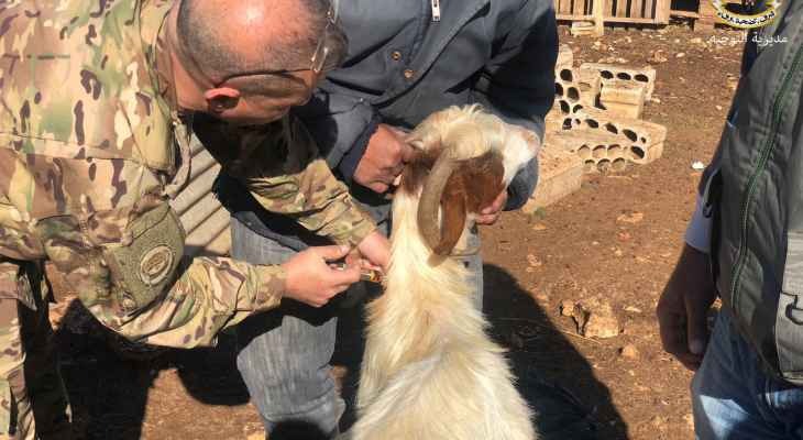 الجيش: فريق بيطري شارك في حملة للكشف على المواشي ممولة من السلطات الهولندية