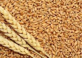 وزير الاقتصاد يصدر بيان  حول تصدير القمح القاسي.. ماذا فيه؟