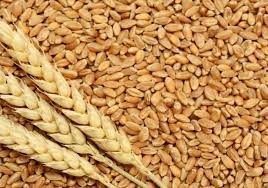 وزير الاقتصاد يصدر بيان حول تصدير القمح القاسي.. ماذا فيه؟