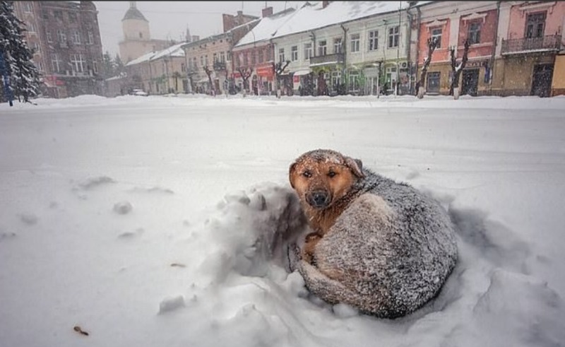 كلب ينقذ حياة فتاة خلال العاصفة الثلجية!