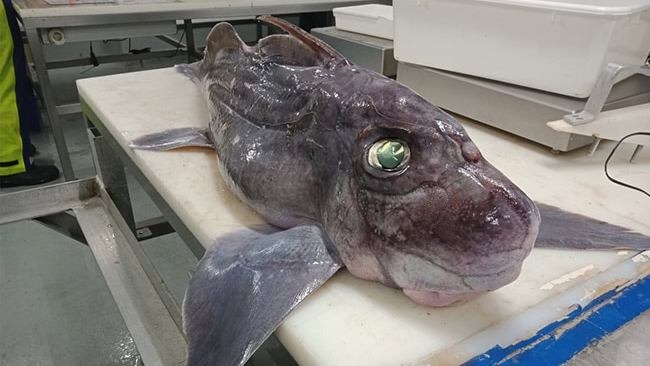 علماء في نيوزيلندا يكتشفون سمكة قرش صغيرة نادرة