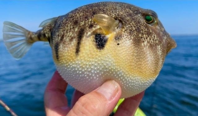 تحذيرٌ “هام”.. إلى اللبنانيين إنتبهوا من “Puffer Fish”