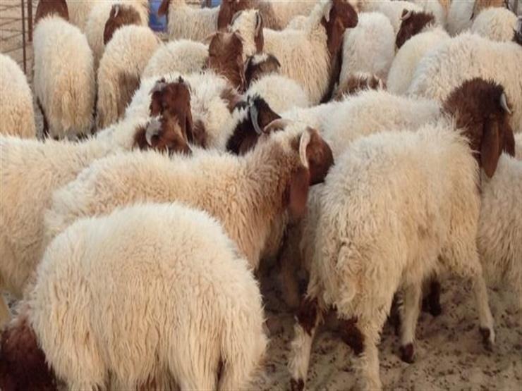 أسعار “مجنونة".. أضاحي العيد في لبنان تبحث عن مشترين