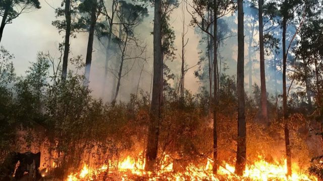 حرائق الغابات في أوروبا تدمّر ثاني أكبر مساحة على الإطلاق