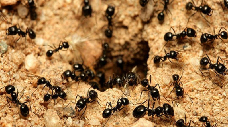 هل تعلم عدد النمل على وجه الأرض؟ وكيف تمت عملية إحصائه؟