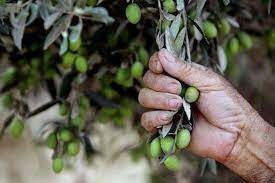 وزير البيئة يطّلع على تطوير زراعة الزيتون