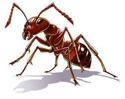 صورة مجهريّة لوجه نملة تُثير الرعب والدهشة!