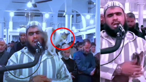 بالفيديو.. قطة تعتلي كتف إمام مسجد أثناء صلاة التروايح!