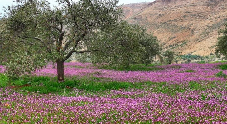 طقس ربيعي بإمتياز.. ارتفاع في درجات الحرارة