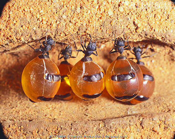 هل تعلم ان هناك نوع من النمل منتج للعسل؟